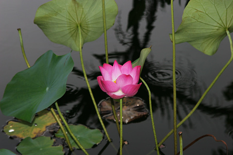 Indian lotus